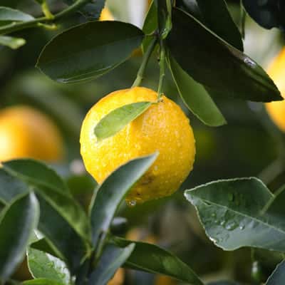 lemon trees - landscape supplies Sunshine Coast