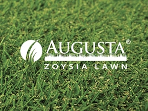 Augusta Turf Supplier Maroochydore Sunshine Coast