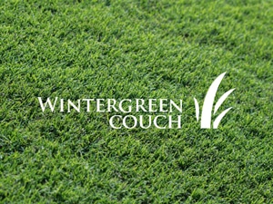 Couch Turf supplier Maroochydore